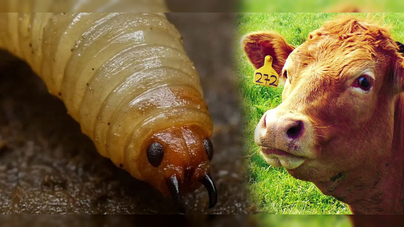 Alerta sanitaria en Michoacán: Confirman primer caso de gusano barrenador en ganado