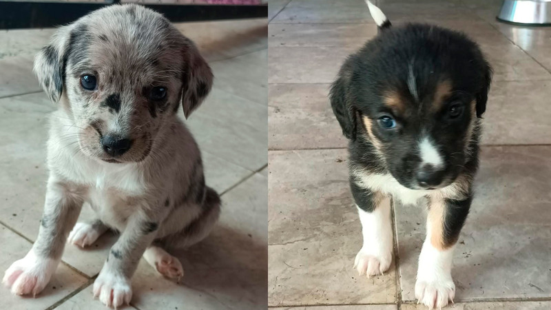 «La segunda edición de la Feria de la Adopción en Morelia: Una ventana de esperanza para los corazones que late con amor»